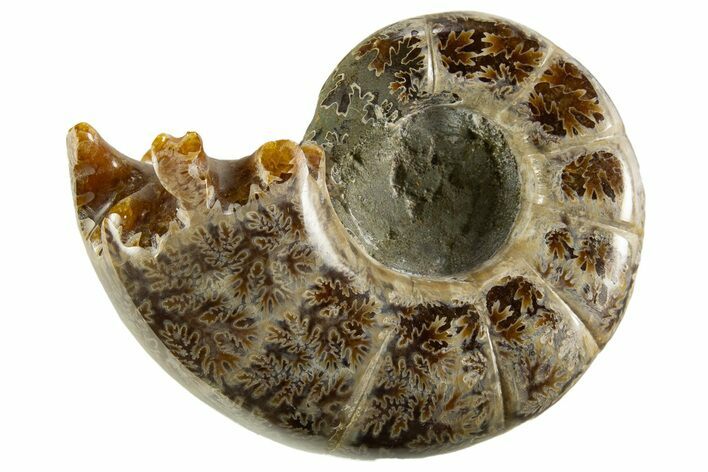 Polished, Chambered Ammonite (Argonauticeras) Fossil - Madagascar #327344